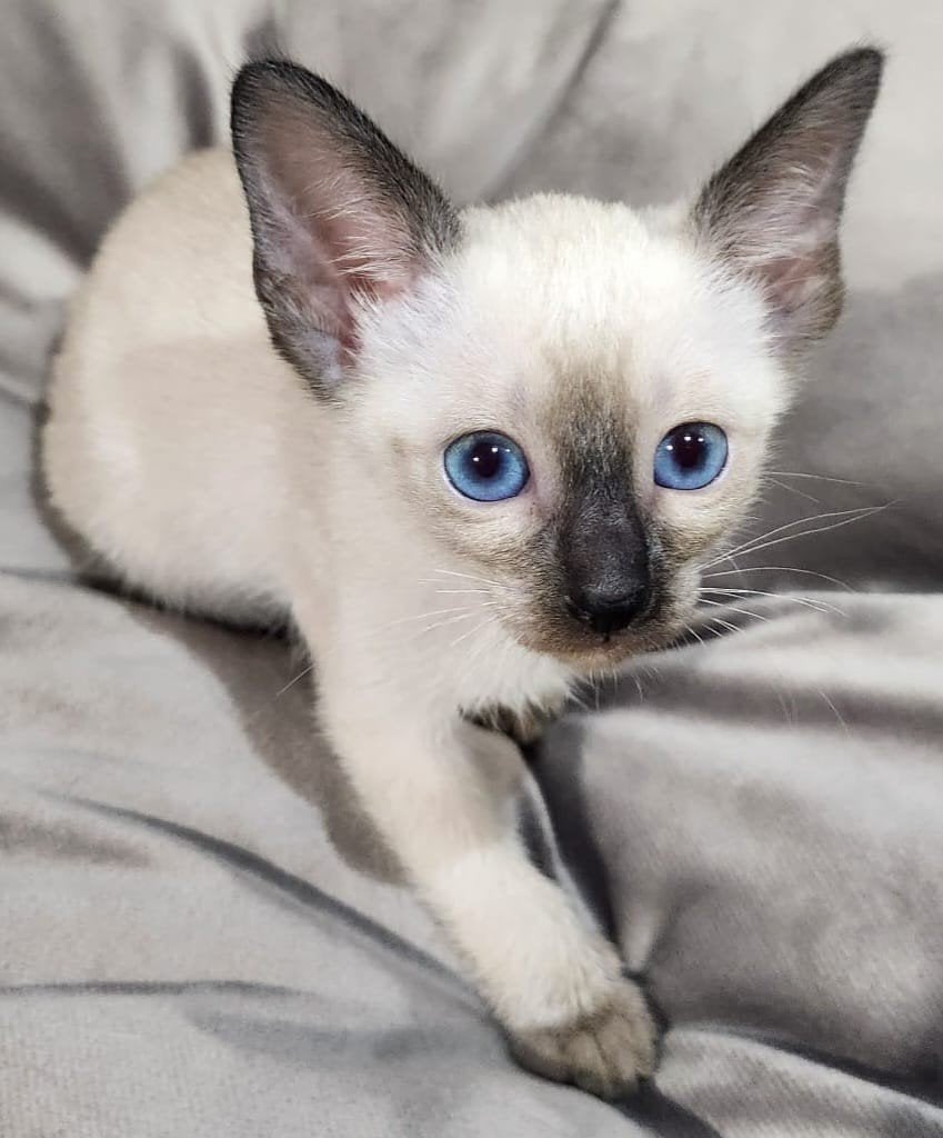 Siamese Seal Point en Tabby met oosterse letters, Poes, Gechipt, 0 tot 2 jaar