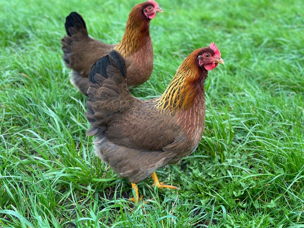 Jonge tamme Welsumer kippen gesekst en ingeënt, Dieren en Toebehoren, Vrouwelijk, Kip