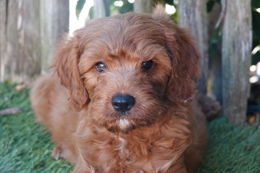 Prachtige abrikoos/rode Cavapoo pups, Dieren en Toebehoren, Honden | Chihuahua's en Gezelschapshonden, België, Overige rassen