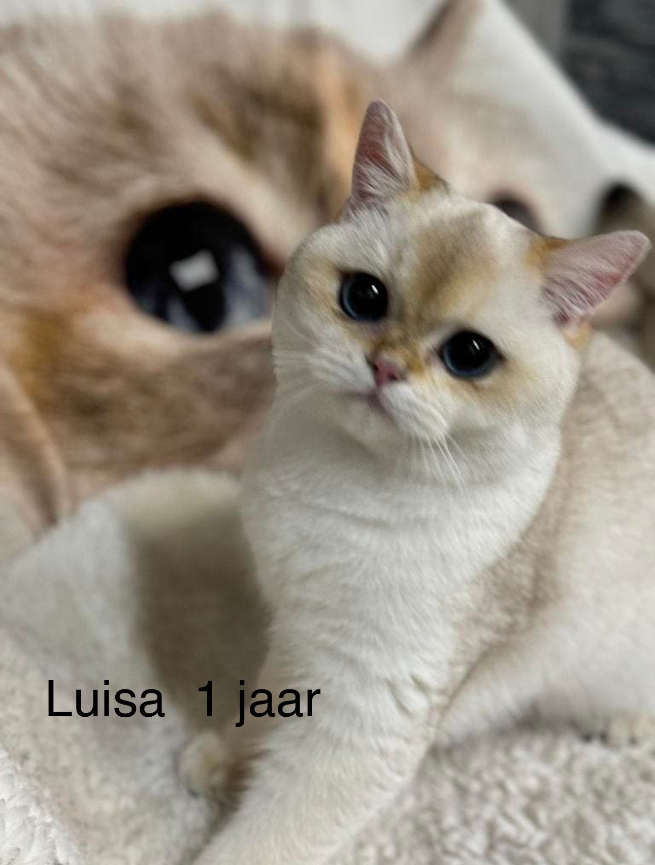 poes Britse korthaar voor de fok, Poes, Met stamboom, 0 tot 2 jaar