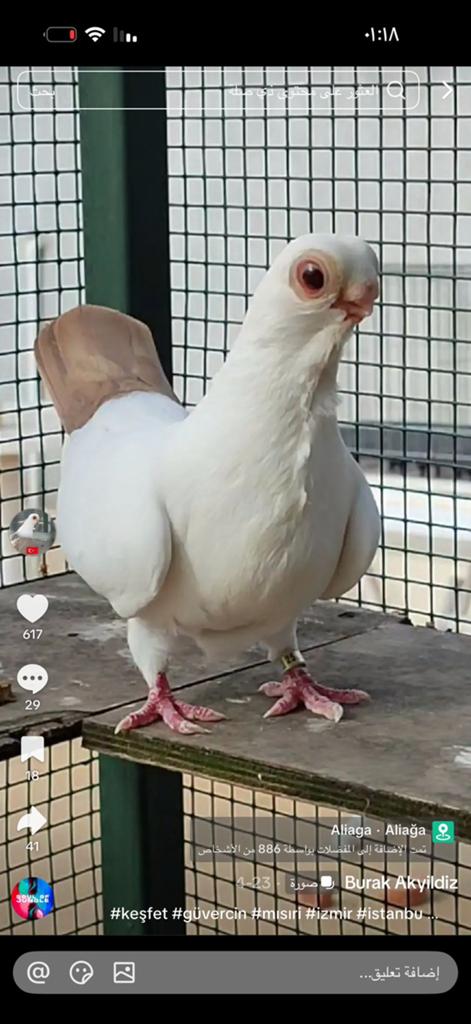 Pigeons, Animaux & Accessoires
