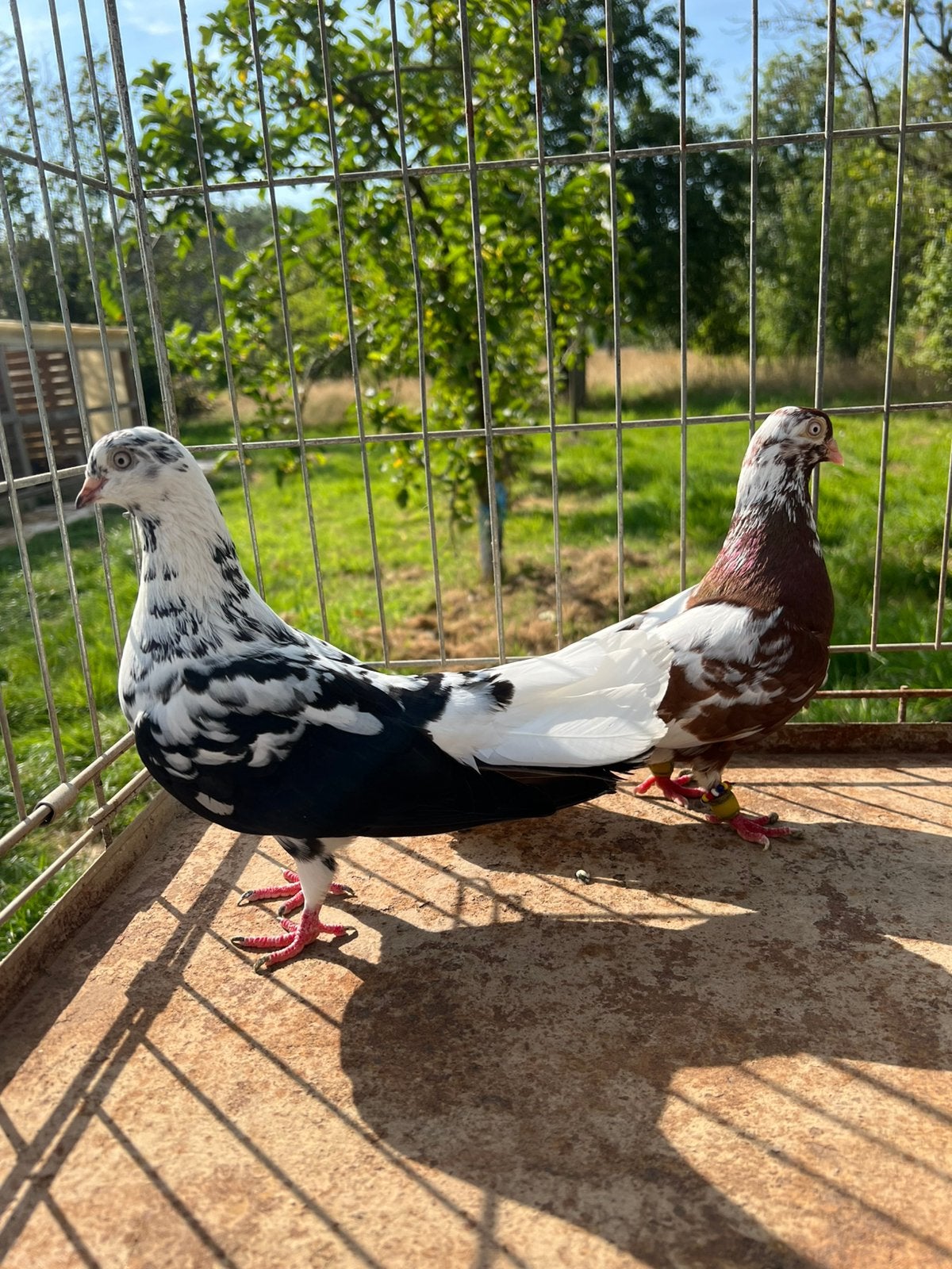 koppel syrische duiven Mzhar, Dieren en Toebehoren, Vogels | Duiven