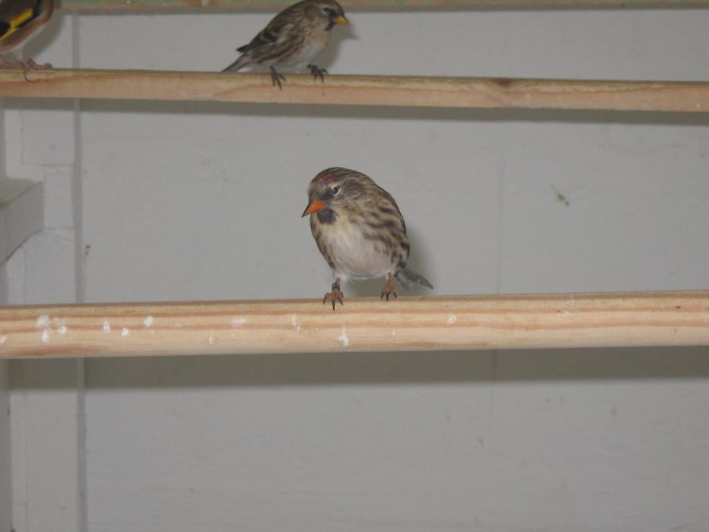 Klein Barmsijs, Dieren en Toebehoren, Vogels | Overige Vogels, Meerdere dieren, Wildzangvogel, Geringd