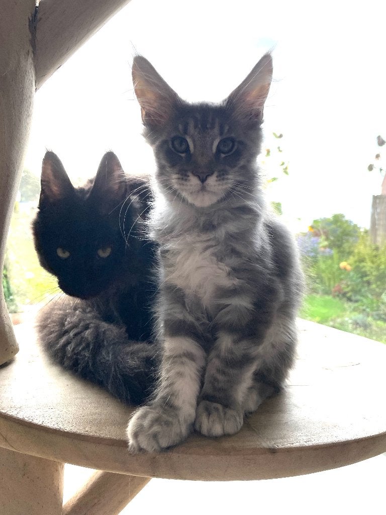 Maine coon katertje, Kater, Gechipt, 0 tot 2 jaar
