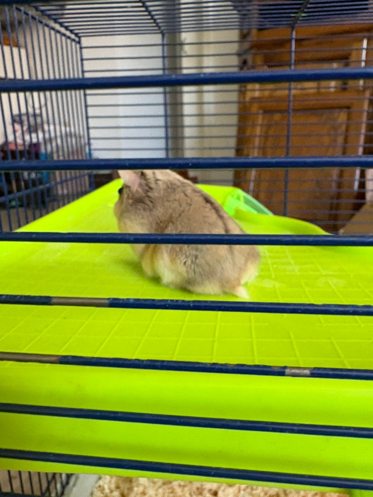 Russische dwerghamster, Dieren en Toebehoren, Knaagdieren, Hamster, Vrouwelijk, Tam, September