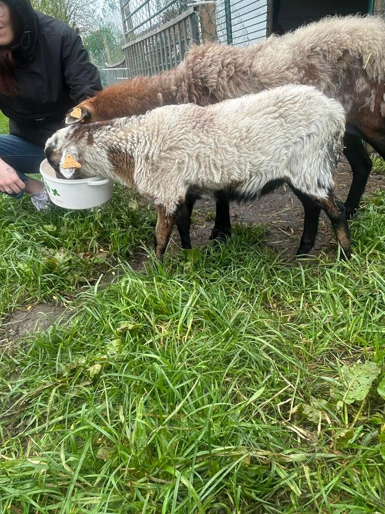 Kameroen bokje, Mouton