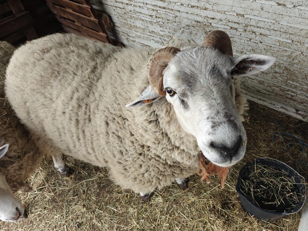 Ram, Dieren en Toebehoren, Schapen, Geiten en Varkens