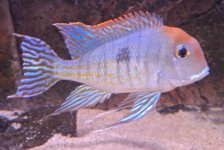 Cichlides Geophagus tapajos roodharige amerikaanse