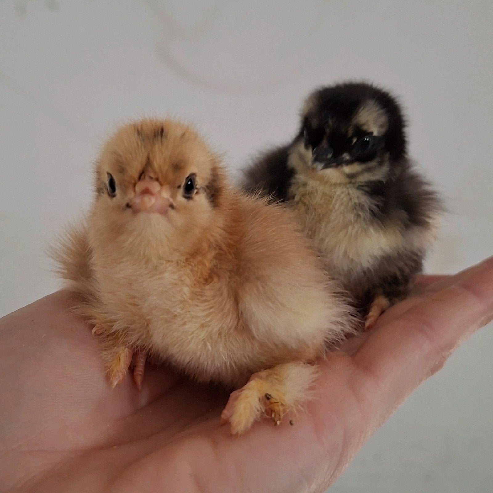 Cochin kriel kuikens, Dieren en Toebehoren, Pluimvee, Meerdere dieren, Kip