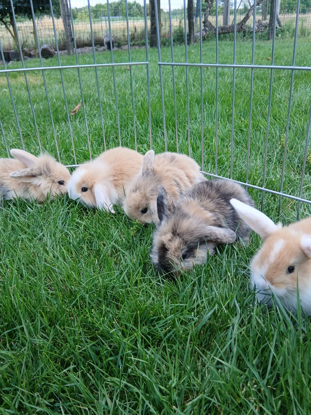 5 jonge dwergkonijntjes te koop (hangoor), Dieren en Toebehoren, Konijnen, Vrouwelijk, Dwerg, Hangoor