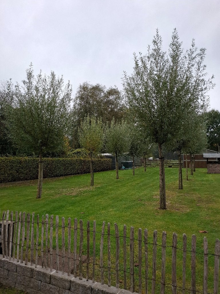 Knotwilgtakken, Tuin en Terras, Ophalen, Nieuw, Hout, Overige typen