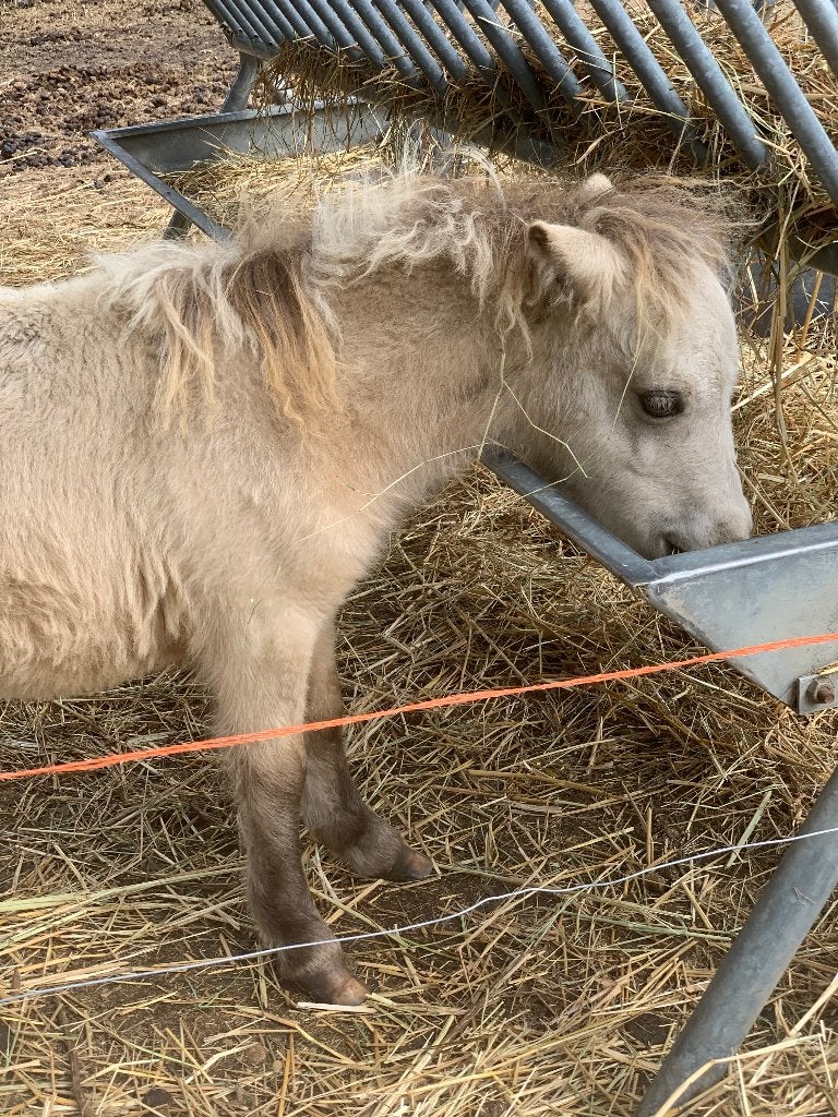 Mini paardjes, Étalon, Avec puce électronique