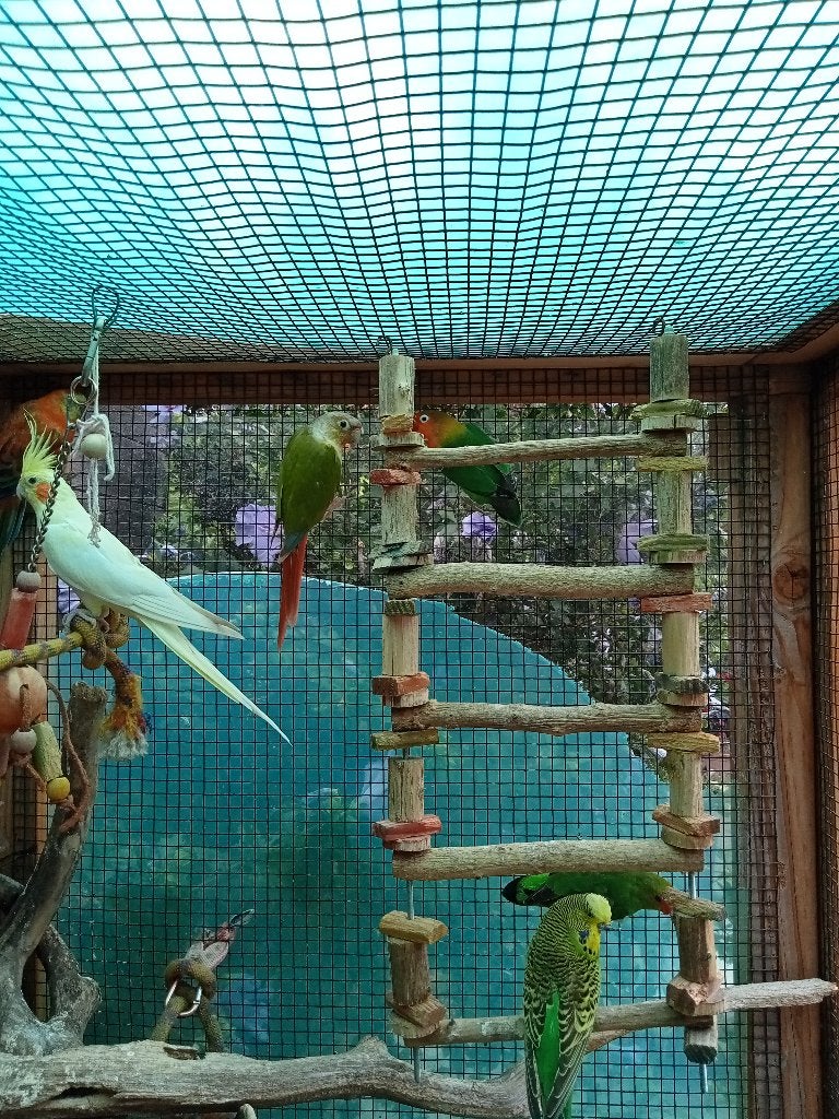 parkieten en buitenvolière, Meerdere dieren, Dwergpapegaai of Agapornis, Geringd