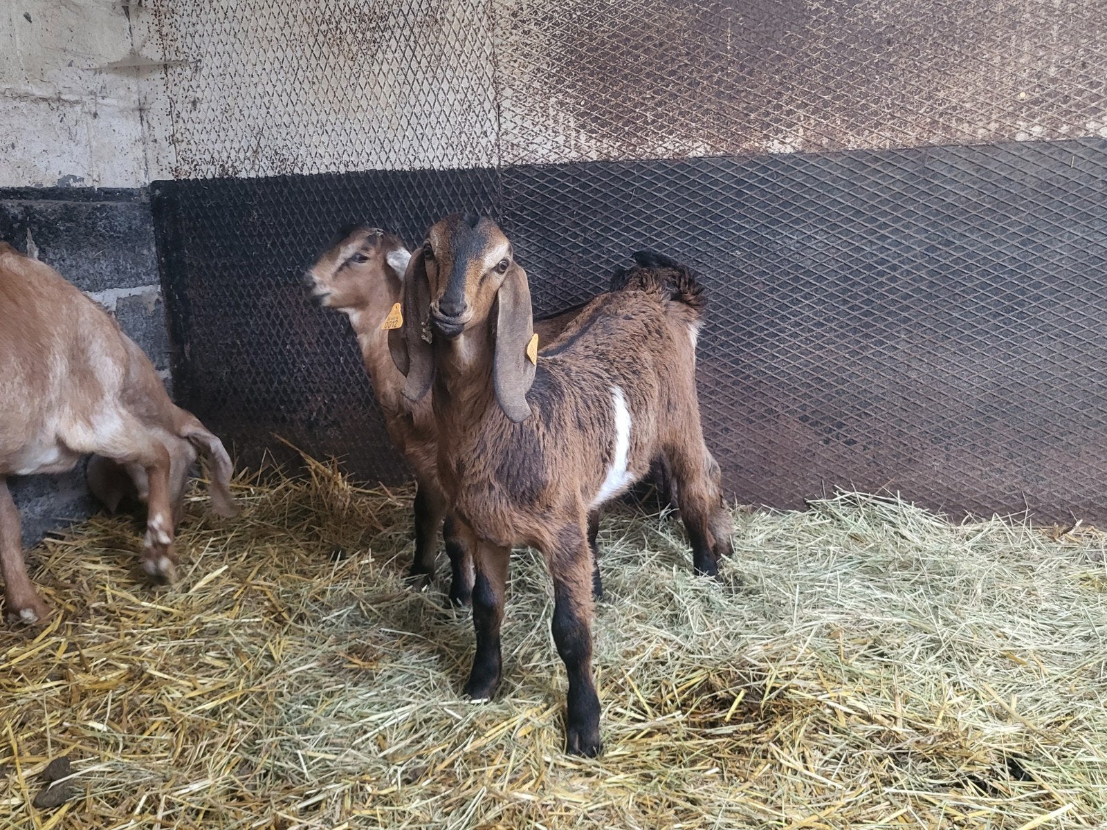 anglo nubische bokjes, Mâle, Chèvre, 0 à 2 ans