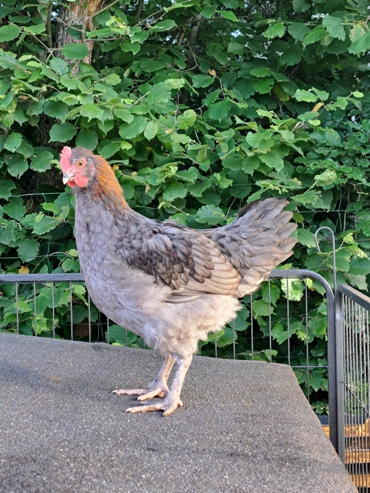 Marans blauw koperhals haan
