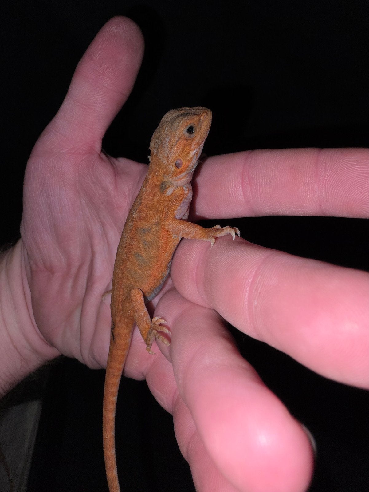 dragon barbu mâle hypo partiellement trans rouge/orange, Lézard, Domestique, 0 à 2 ans