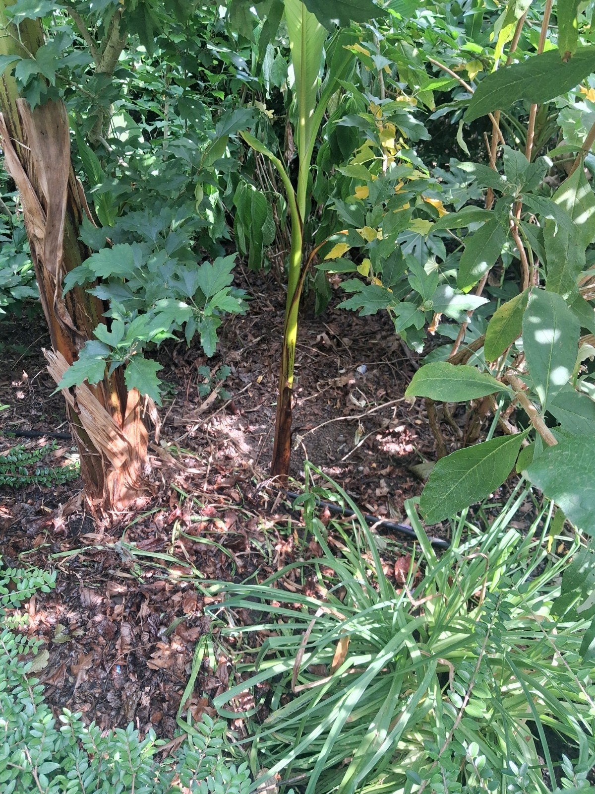 bananan planten, Ophalen