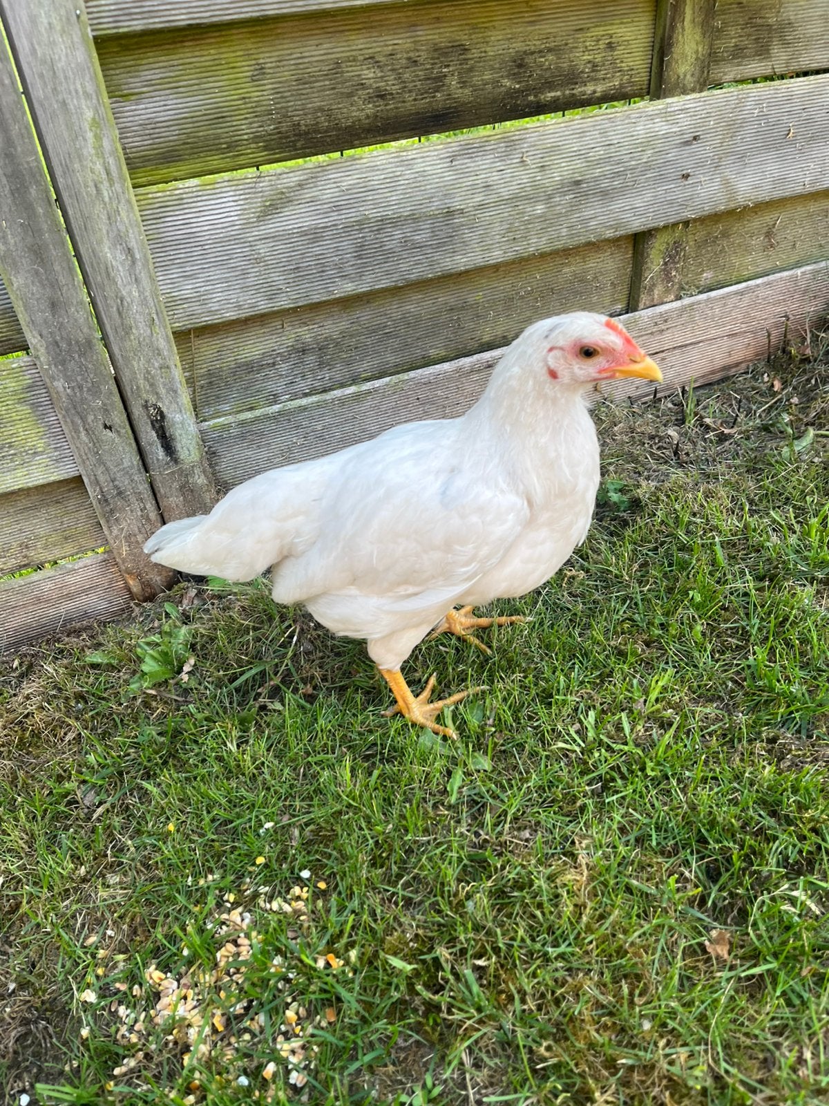 Leghorn hen, Dieren en Toebehoren