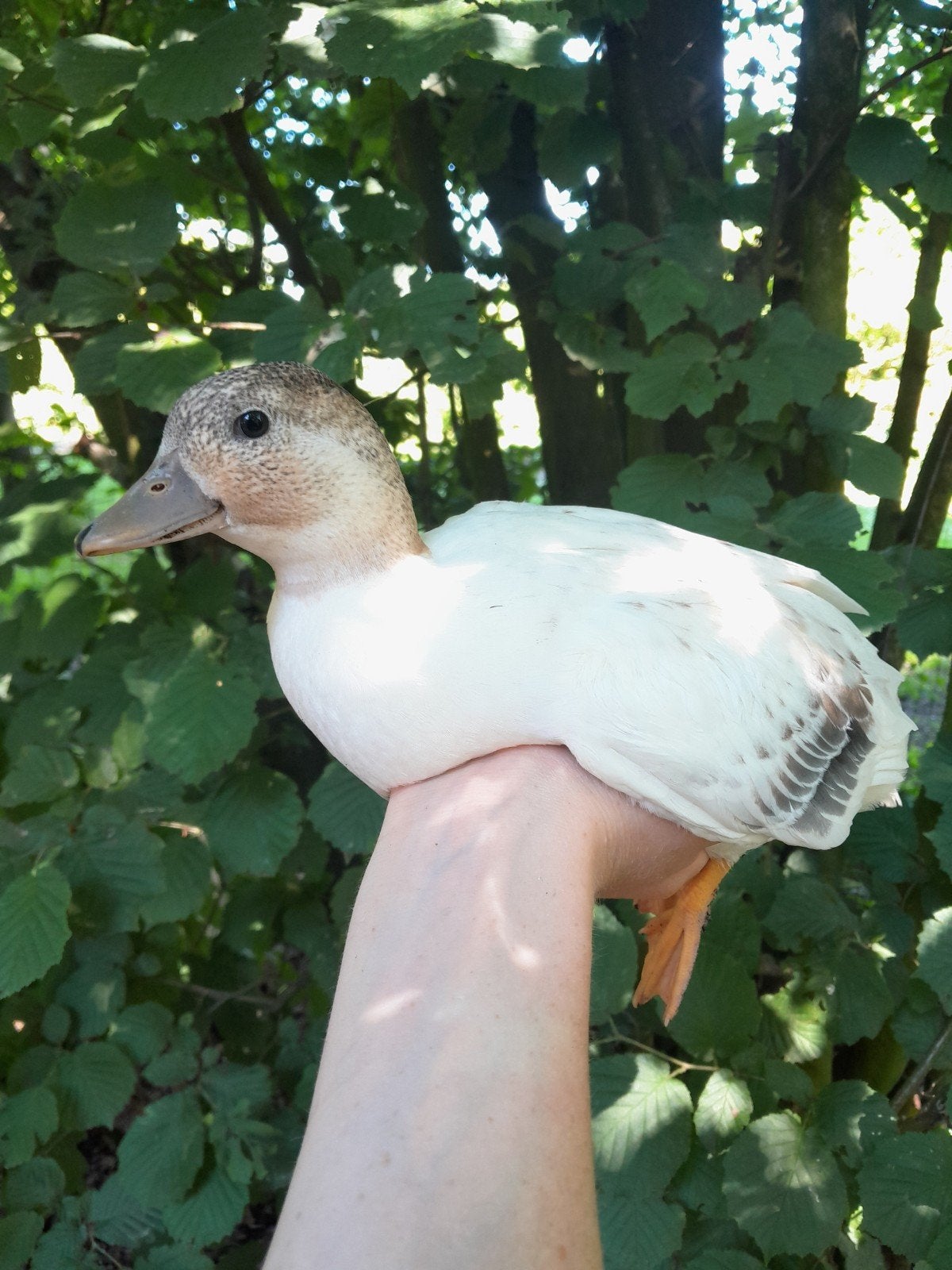 koppels hollandse kwakers, Dieren en Toebehoren, Pluimvee, Eend, Meerdere dieren