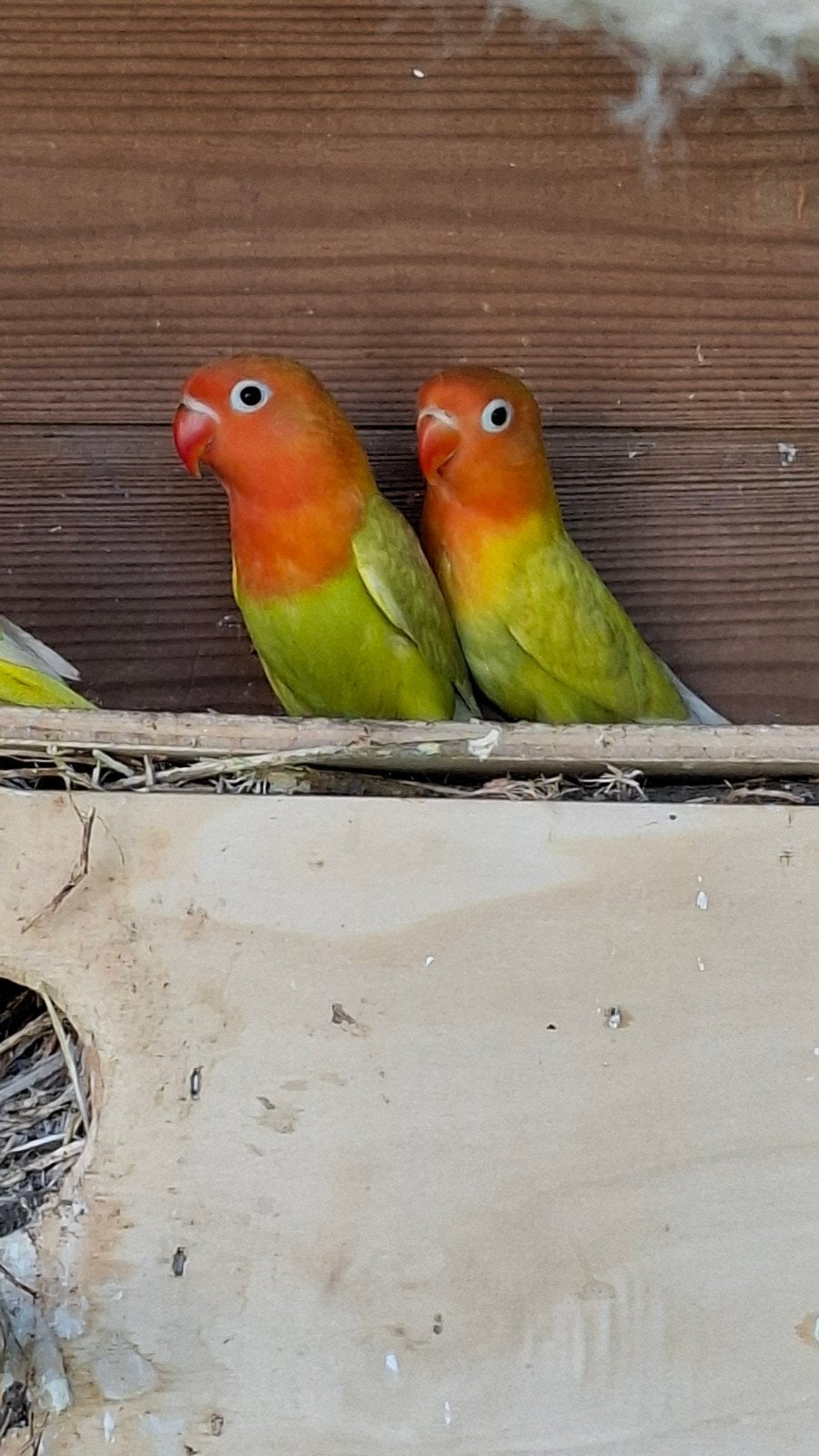 Agapornis fisherie, Animaux & Accessoires, Oiseaux | Perruches & Perroquets, Perroquet nain ou Inséparable, Plusieurs animaux