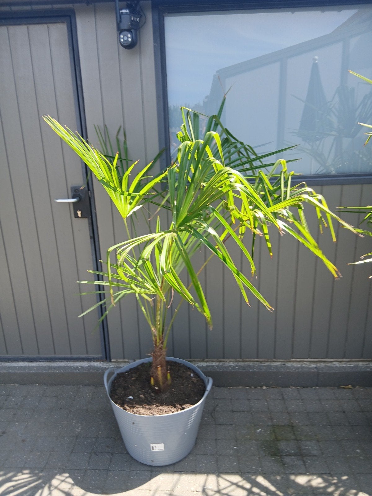 palmboom, Ophalen, In pot, Palmboom