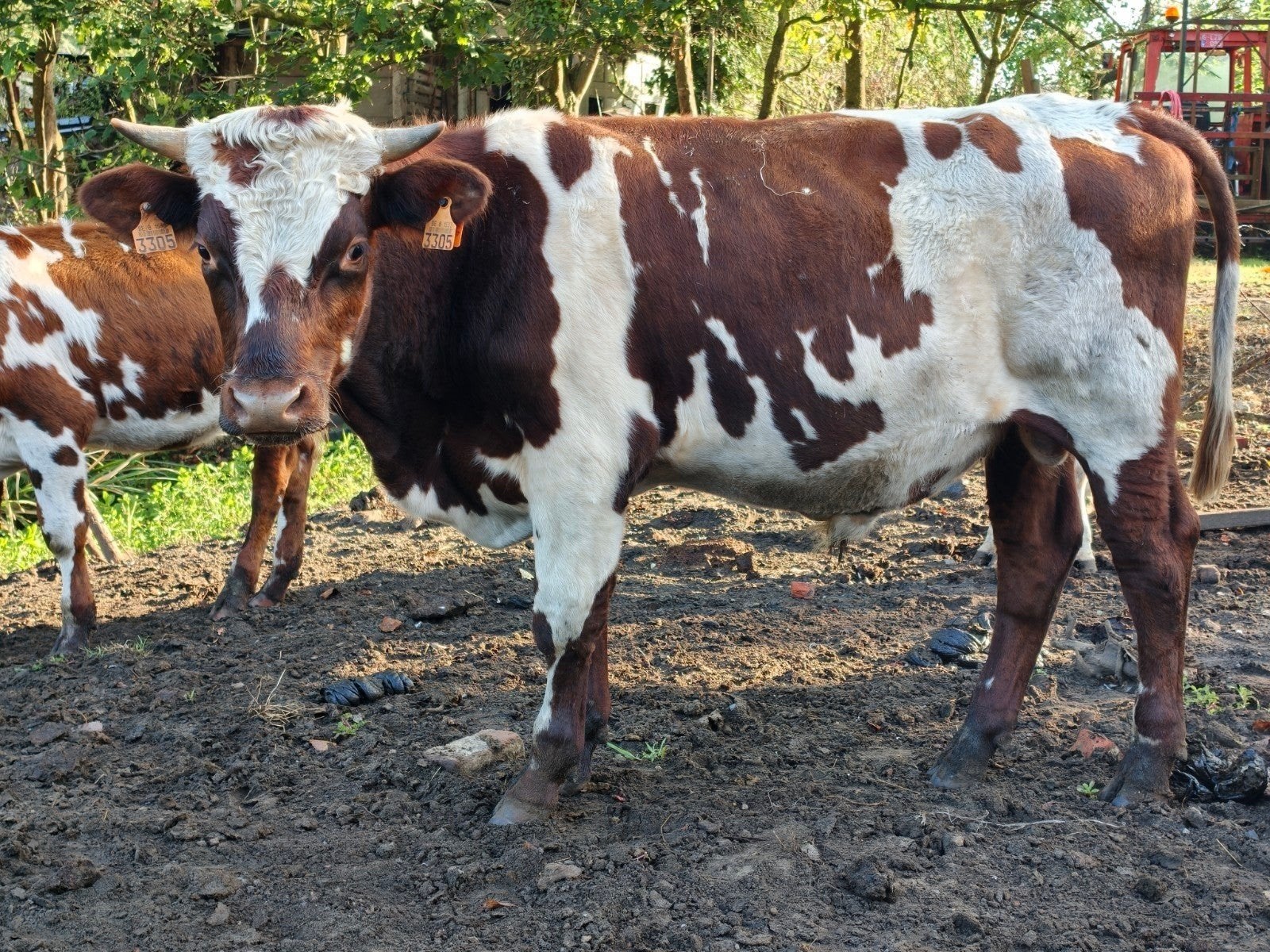 Jonge stier, Animaux & Accessoires, Bovins, Mâle, 0 à 2 ans