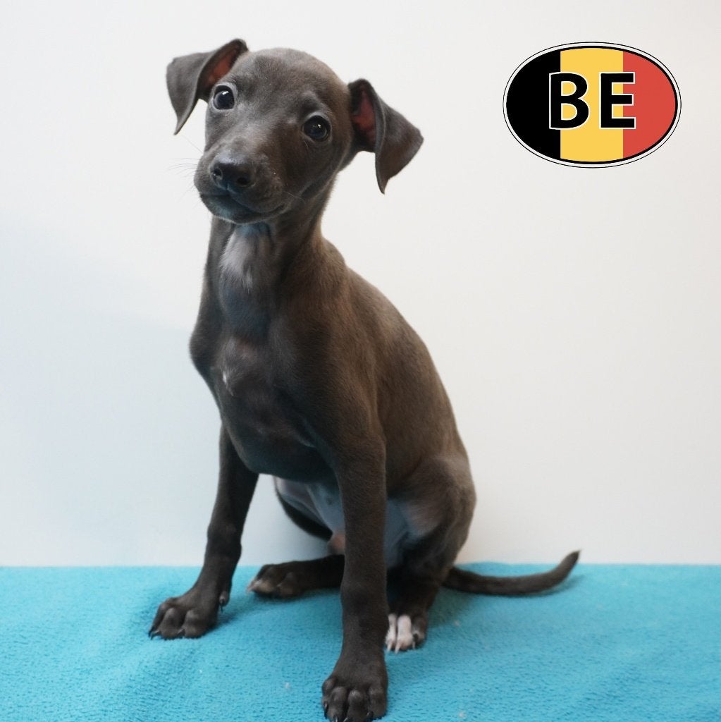 Petit Lévrier Italien, chiots élégants à vendre, Commerçant, Chien (mâle), Maladie de Carré (chiens), Autres races