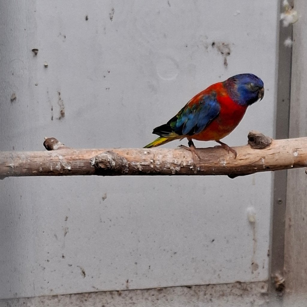 splendids parkiet, Mâle, Perruche, Bagué