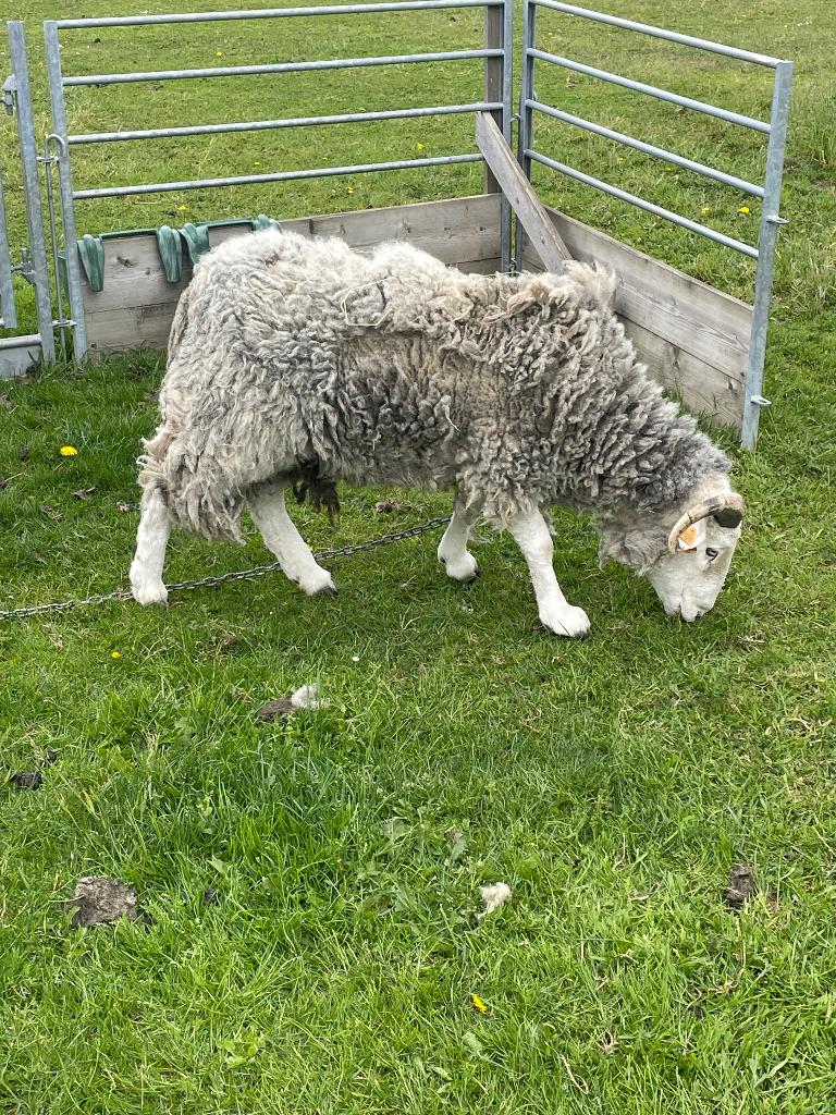Ram herdwick, Dieren en Toebehoren, Schapen, Geiten en Varkens, Mannelijk, Schaap, 0 tot 2 jaar