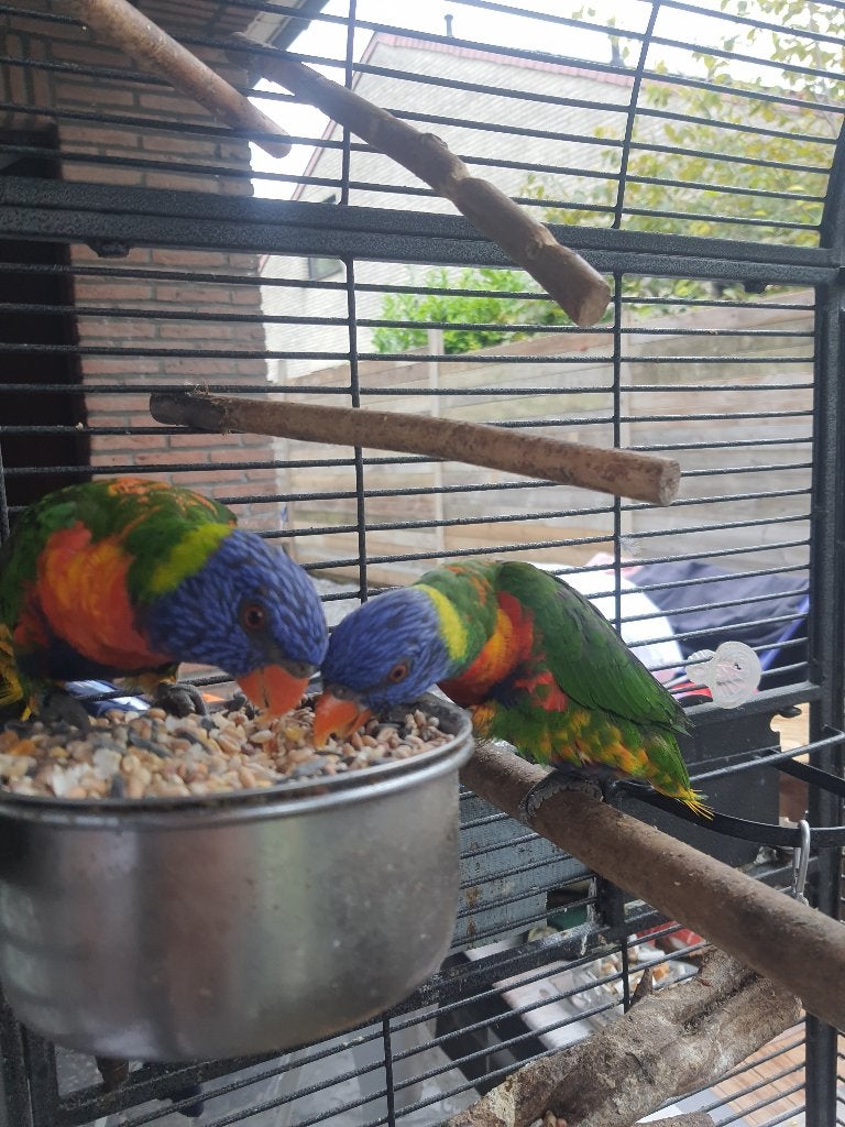 Koppels lori van blauwe bergen te koop, Meerdere dieren, Papegaai