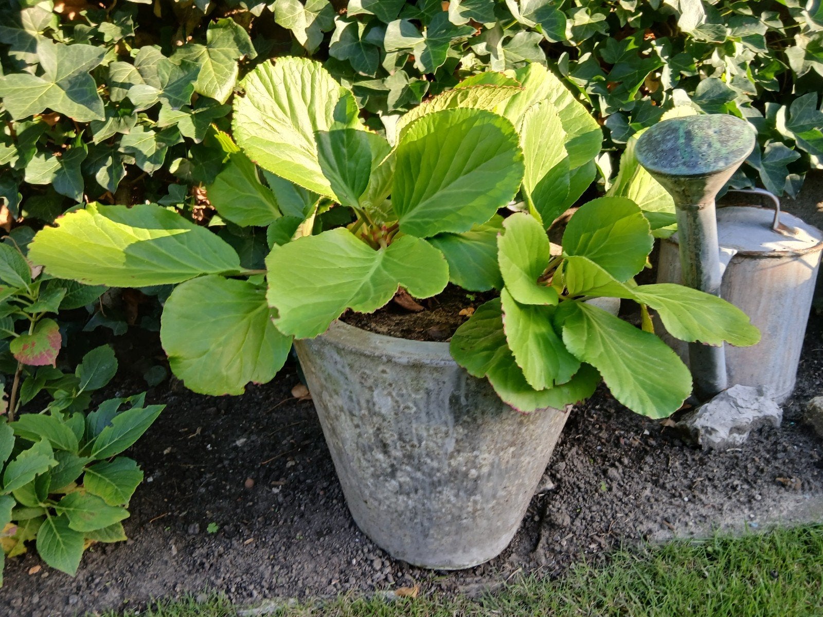 zware bloempot, Tuin en Terras, Ophalen