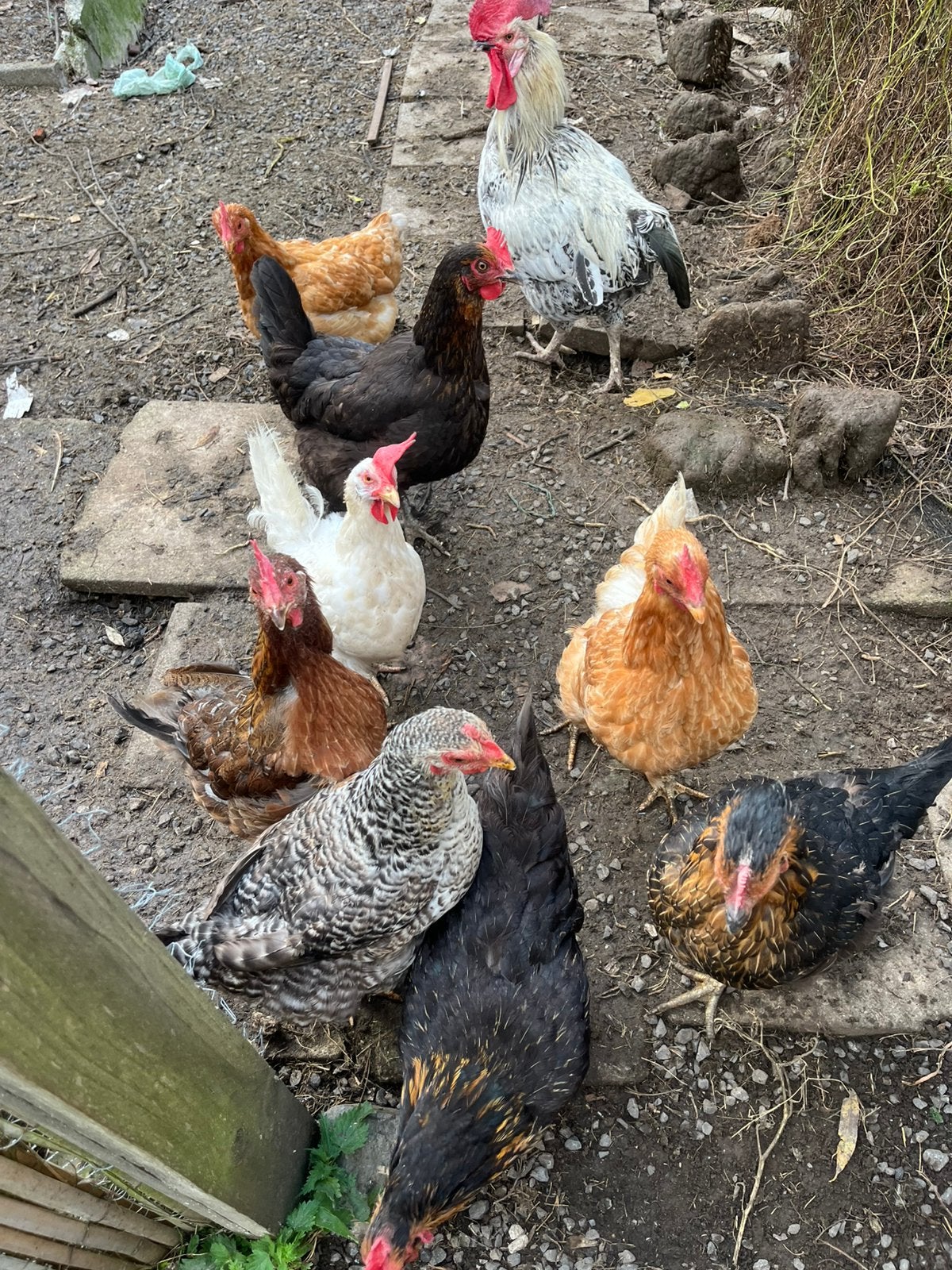 5 poules et 1 coq, Animaux & Accessoires, Femelle, Poule ou poulet