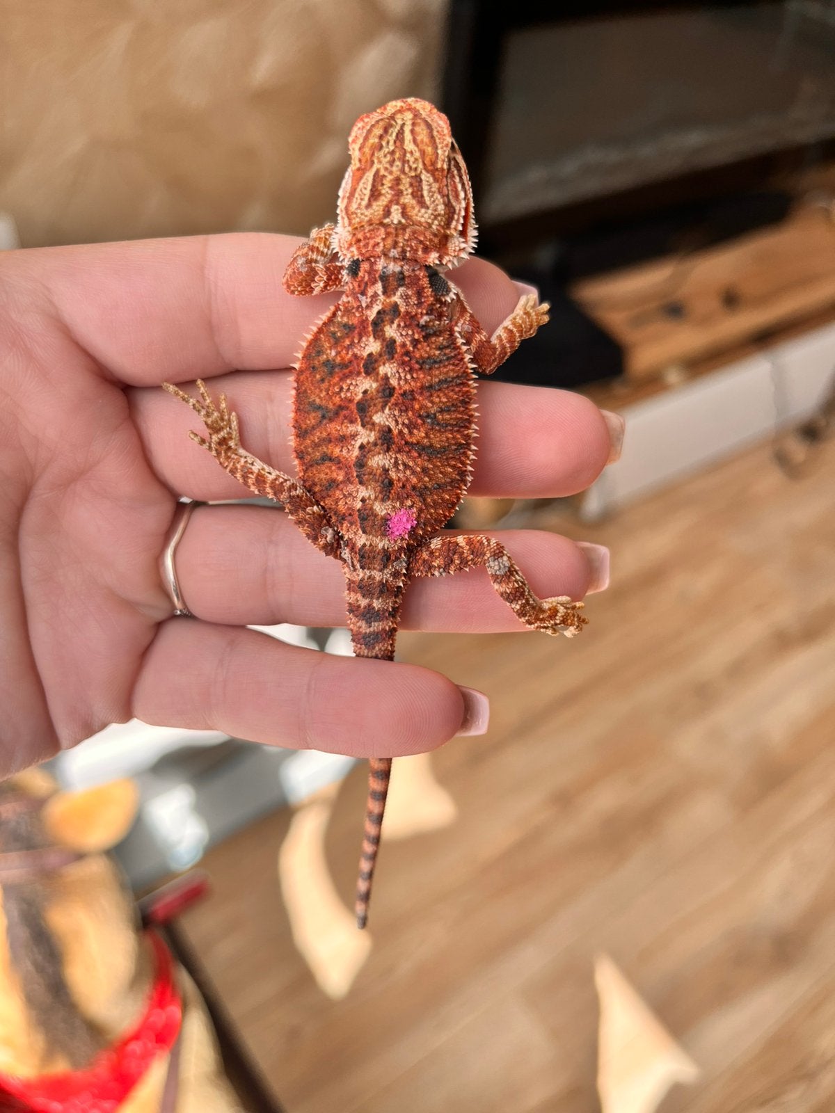 Prachtige (donker)rode jonge baardagamen ️, Dieren en Toebehoren, Hagedis, Tam, 0 tot 2 jaar