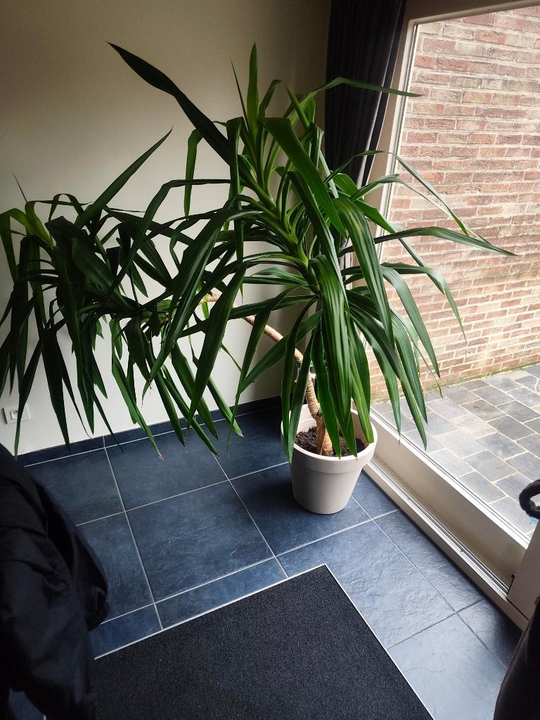 kamerplant, Ophalen, Overige soorten, In pot, 100 tot 150 cm