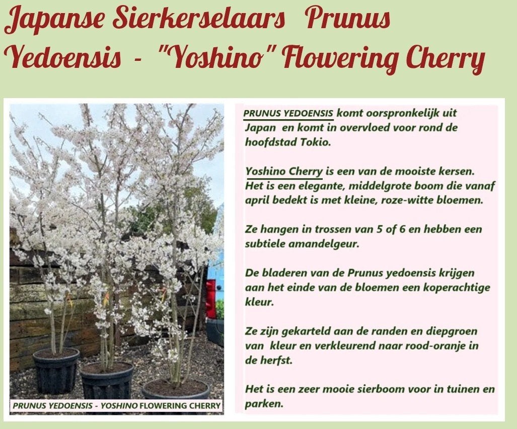 MEERSTAMMIGE SIERKERSEN IN POT PRUNUS YED. "YOSHINO": 22€/ST, Ophalen, Vaste plant, Halfschaduw, Fruitplanten