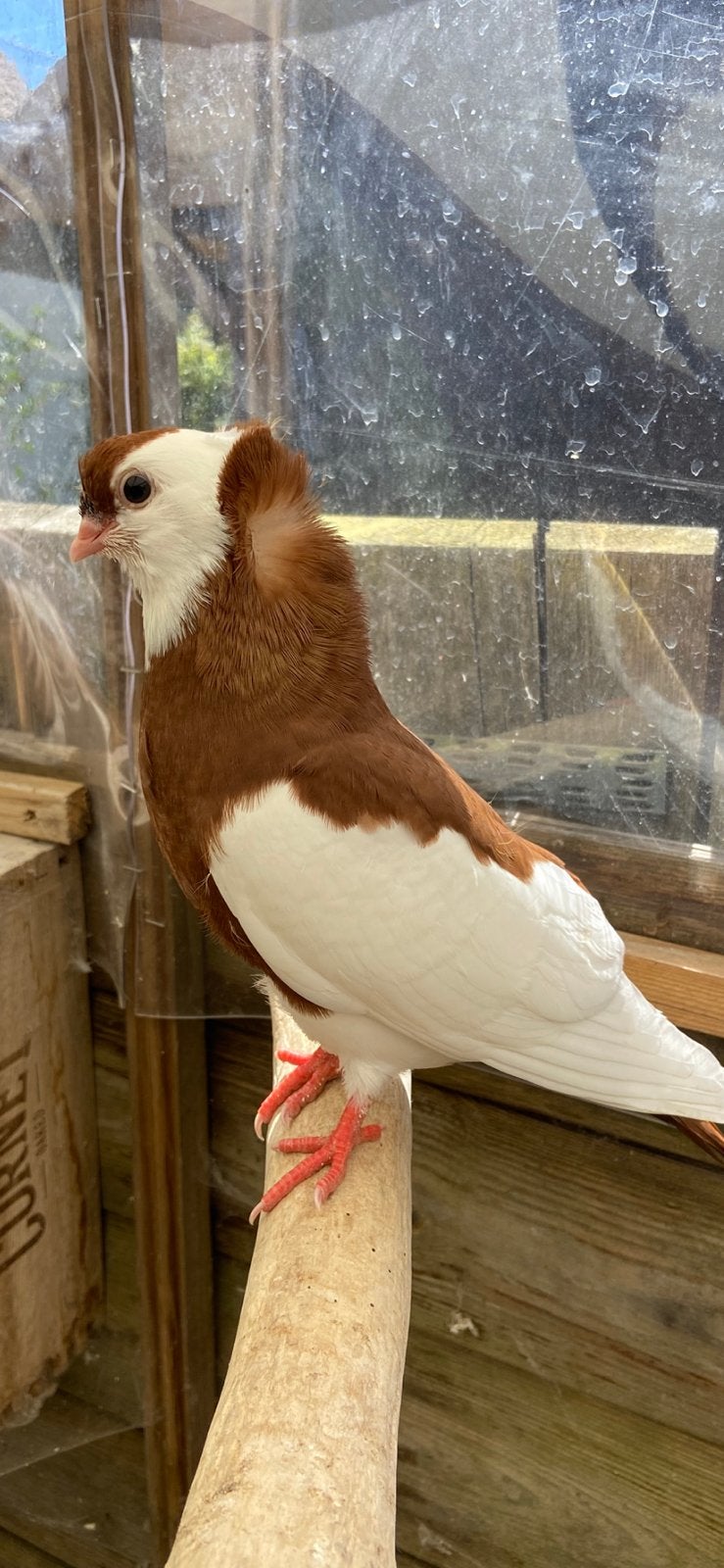Sierduiven - Felegyhazer 6 sruks, Dieren en Toebehoren, Vogels | Duiven