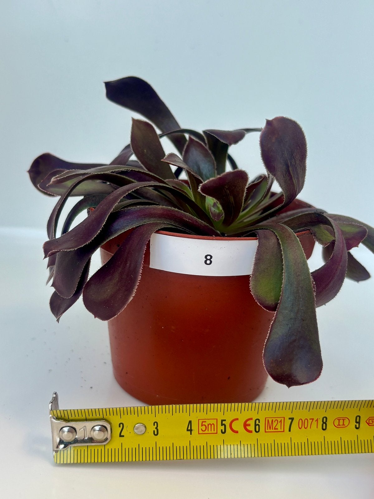 Aeonium arboreum Schwarzkopf, Plante succulente, En pot, Plein soleil, Moins de 100 cm