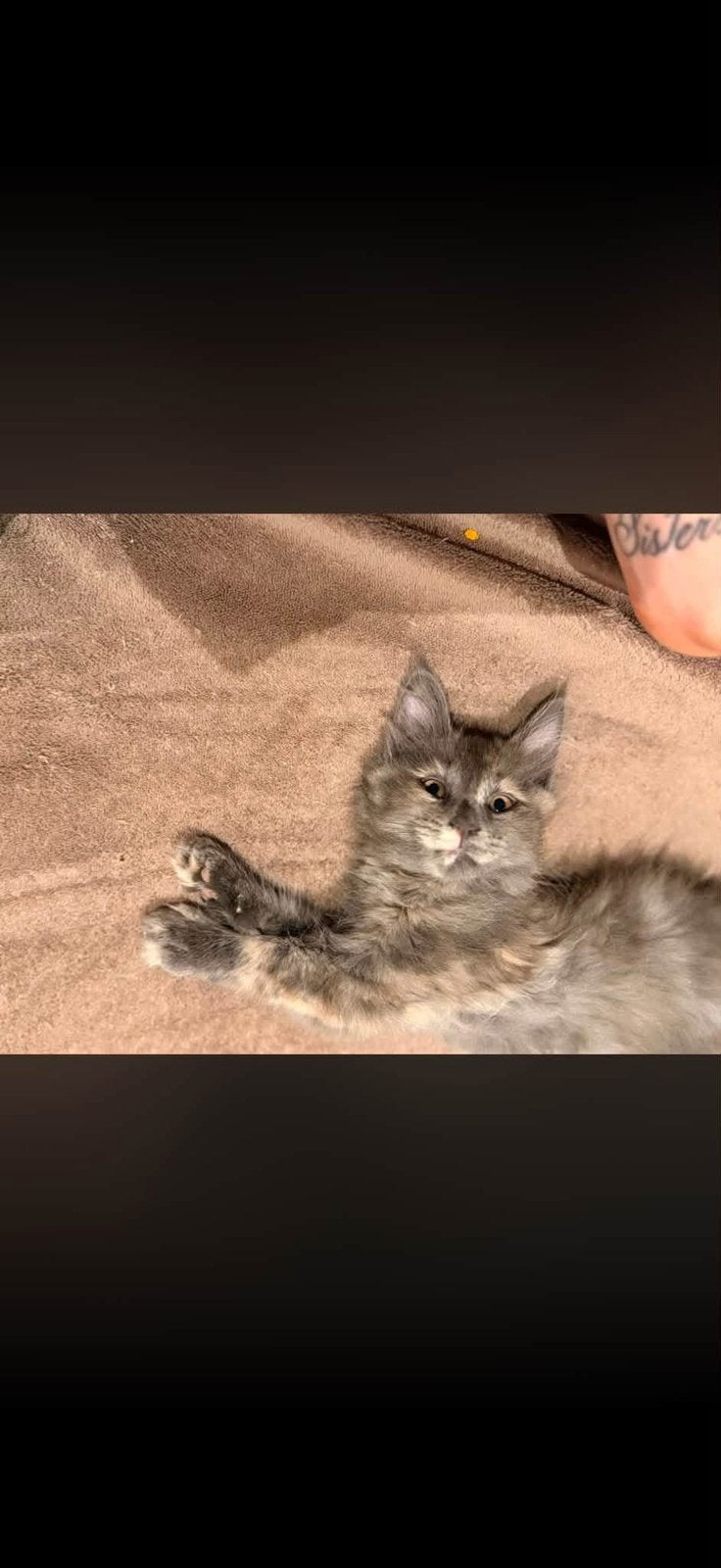 Maine coone kittens west vlaanderen
