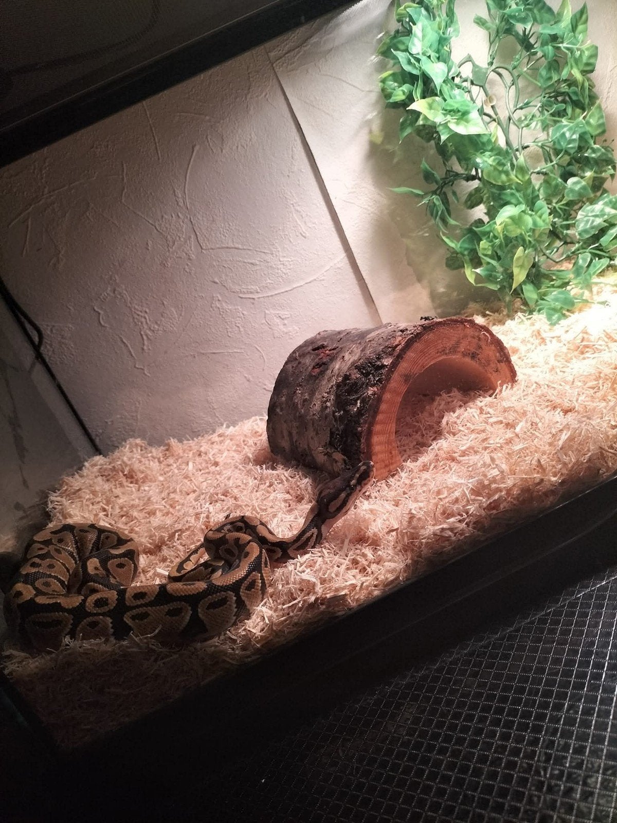 konings python regius Ball Python photo 3