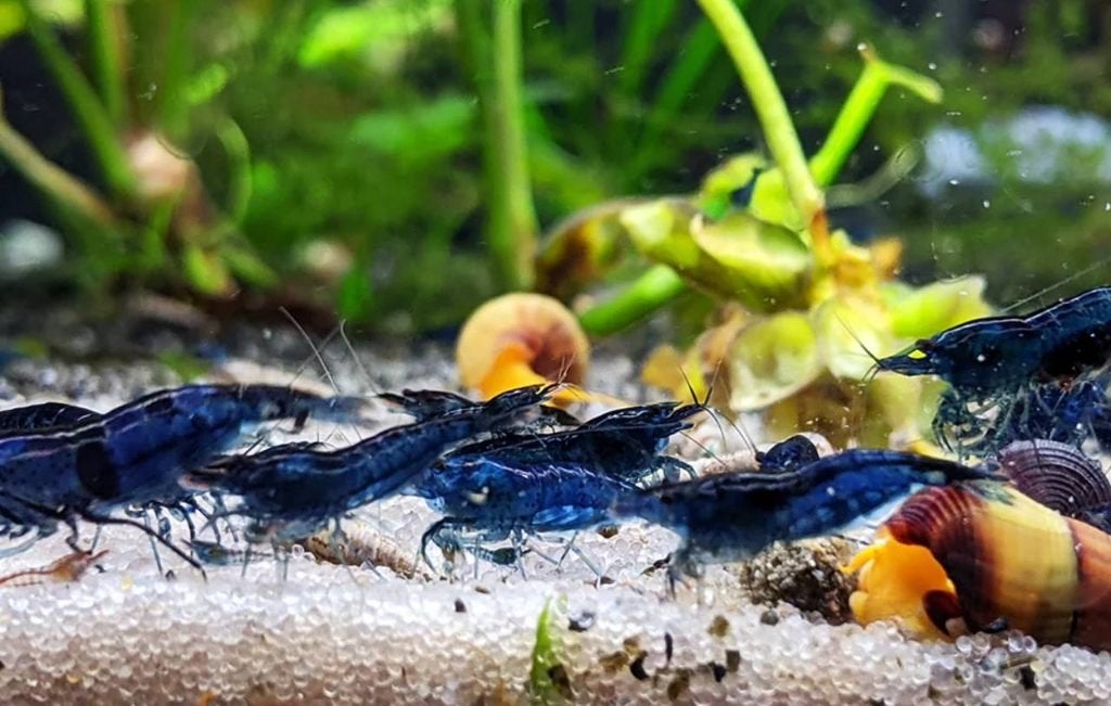 Crevettes d'aquarium Blue Sapphire Neocaridina, Homard, Crabe ou Crevette, Poisson d'eau douce