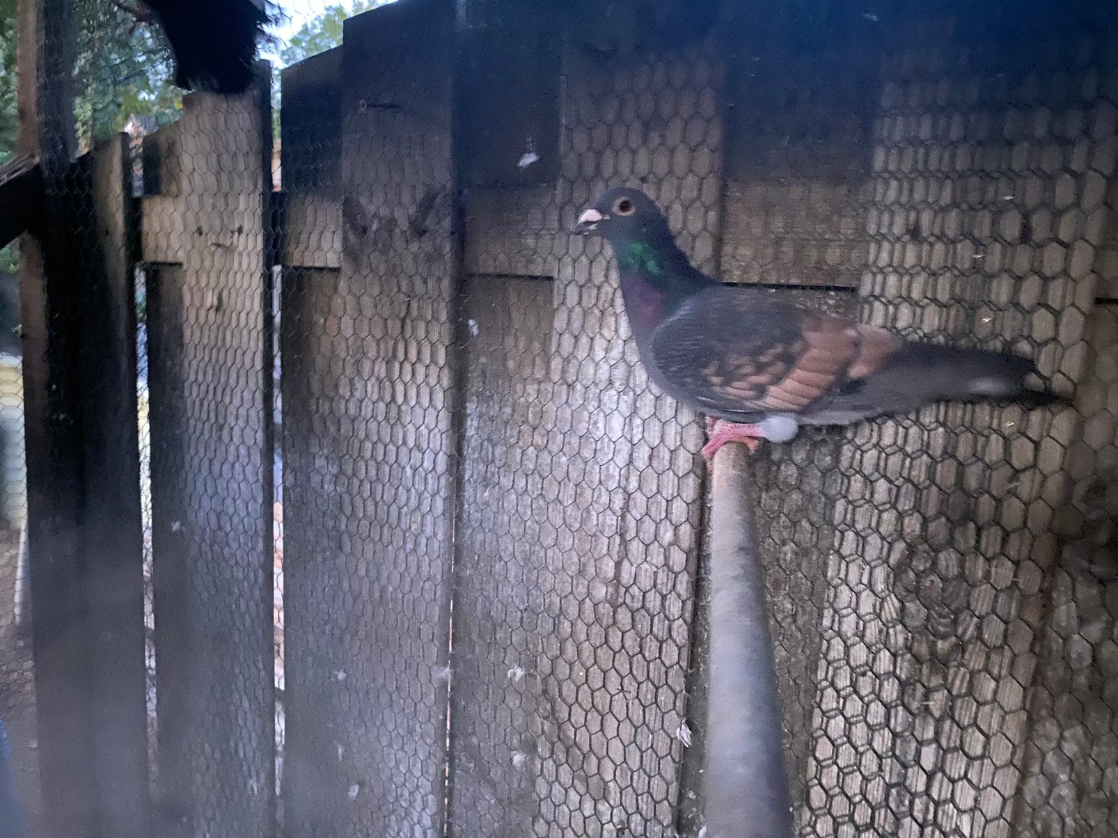 Verschillende kleuren post duiven, Animaux & Accessoires, Plusieurs animaux, Pigeon voyageur
