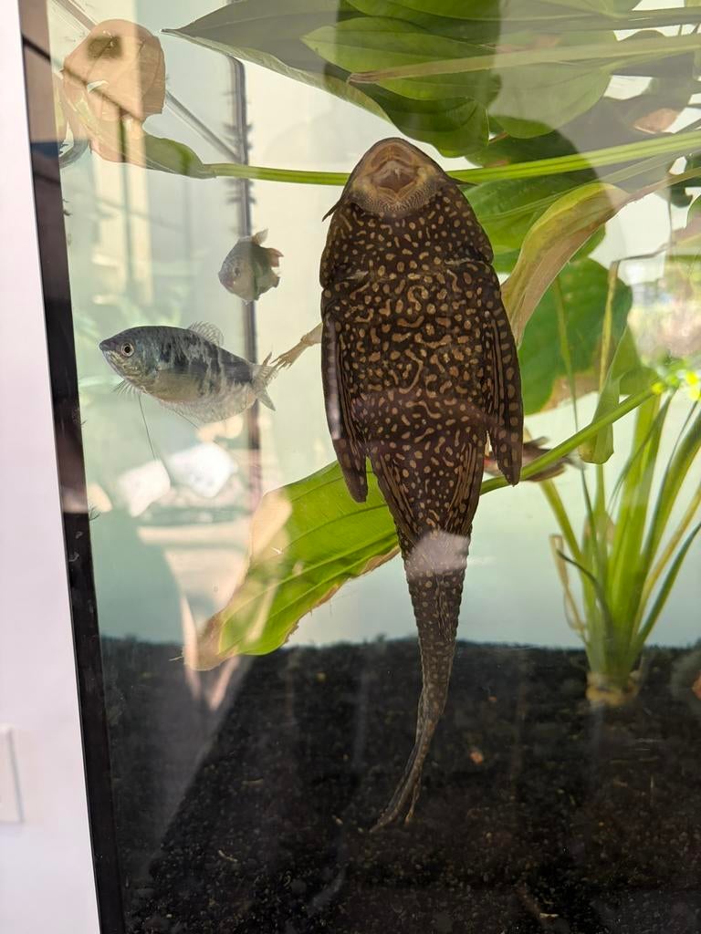 Grote pleco / hyptomus plectomus, Vis, Zoetwatervis