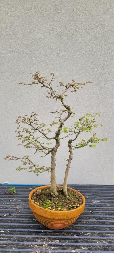 Zelkova bonsai, Ophalen