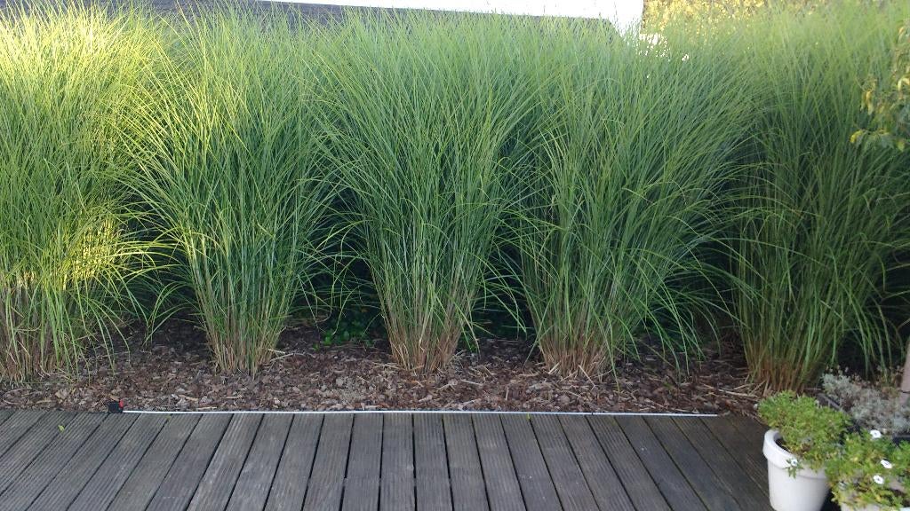 Kluiten Prachtriet (Miscanthus sinensis 'Gracillimus' ), Jardin & Terrasse, Plantes | Jardin, Automne, Enlèvement, Graminées ornementales