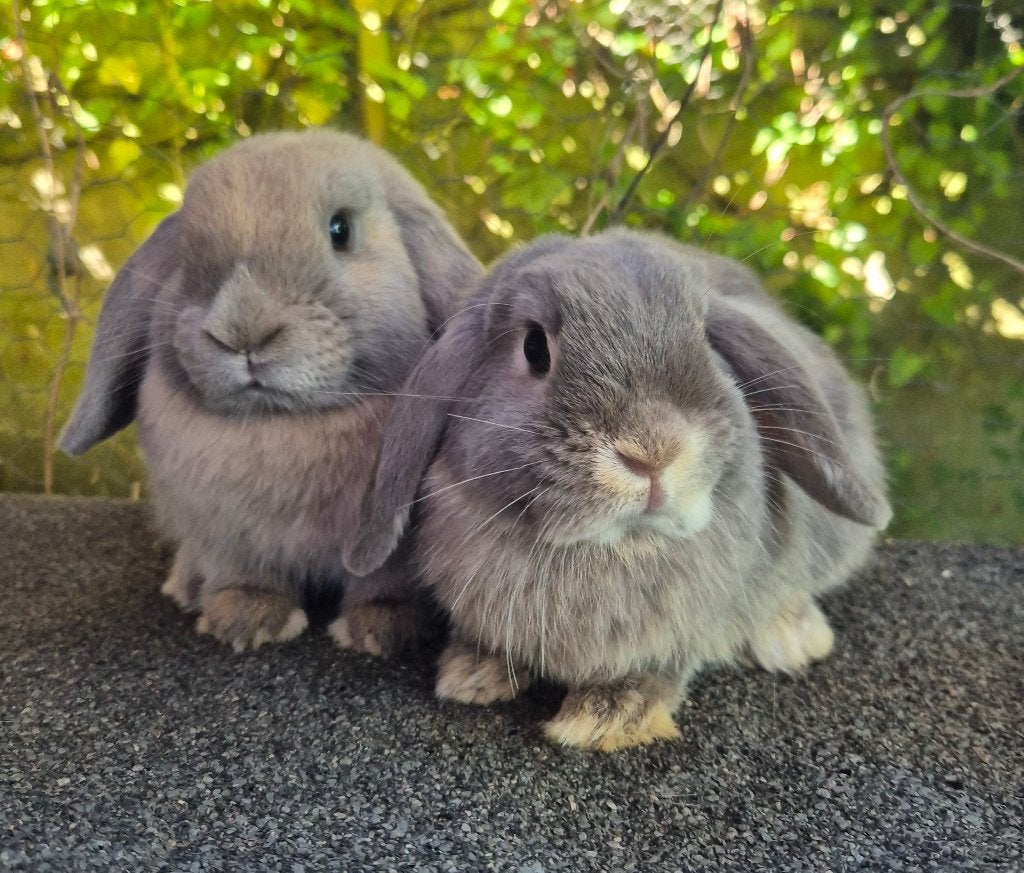 NHD x MINILOP KOPPELTJE, Dieren en Toebehoren, Konijnen, Meerdere dieren, Dwerg, Hangoor, 0 tot 2 jaar