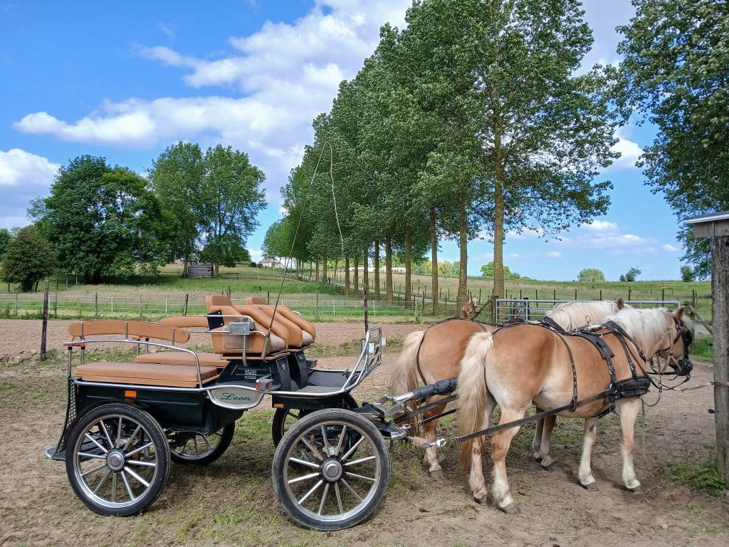 Leon koets voor (grote) paarden, Dieren en Toebehoren, Rijtuigen en Koetsen, Gebruikt, Marathonwagen, Paard