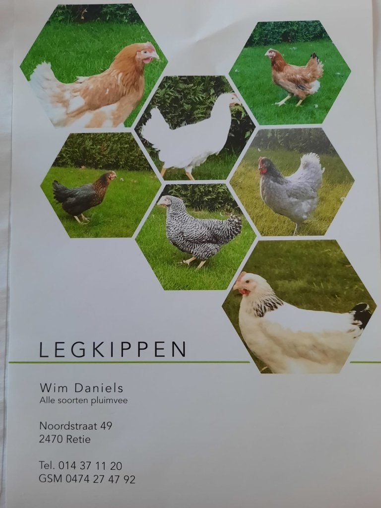 Legkippen te koop, Animaux & Accessoires, Poule ou poulet