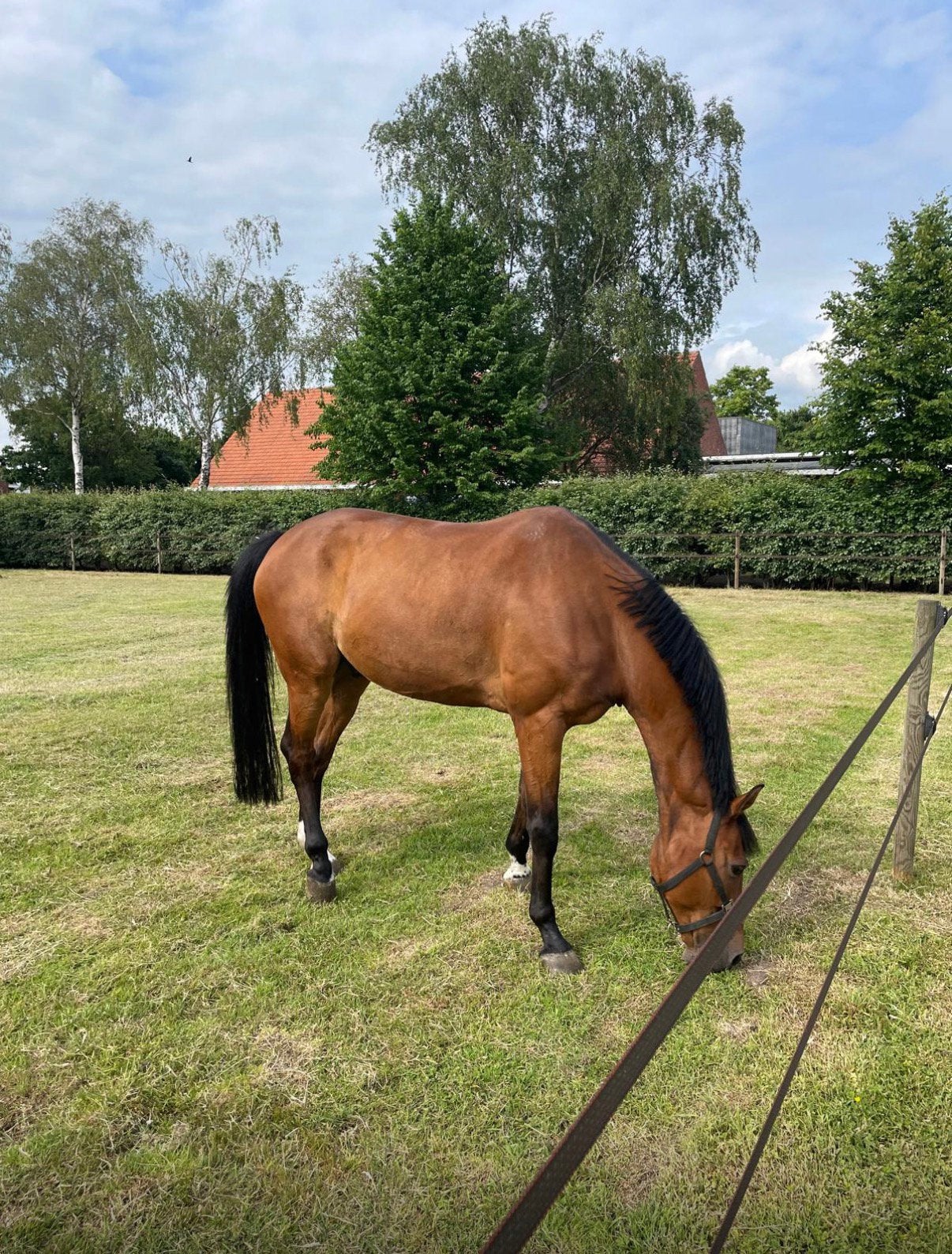 Lieve, frisse ruin te koop, Animaux & Accessoires, Chevaux, 11 ans ou plus, Hongre, 165 à 170 cm, Ne s'applique pas