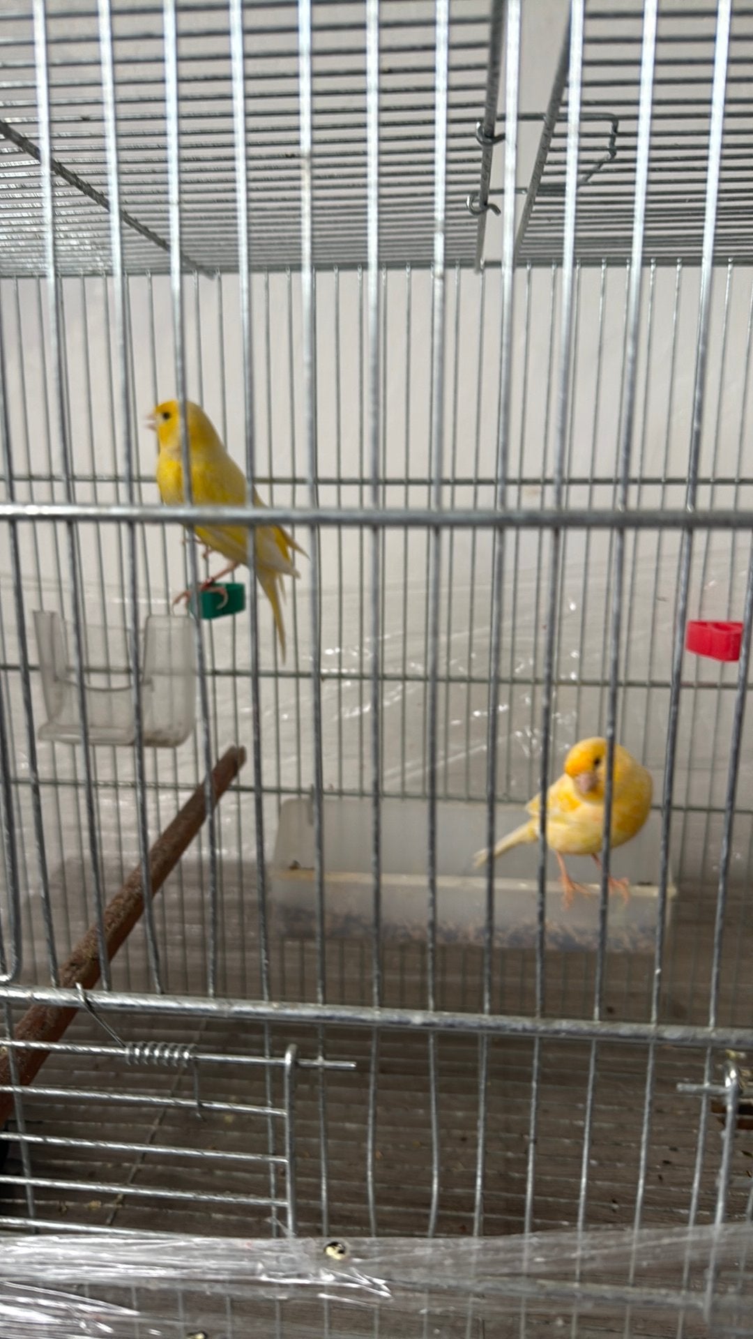 Cage canaris, Animaux & Accessoires, Enlèvement