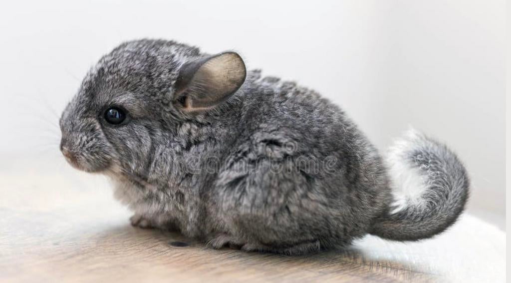 Gezocht chinchilla, Ophalen, Zo goed als nieuw